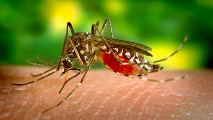 Nyamuk Florida: 750 juta serangga yang direkayasa genetika akan dilepas untuk mengurangi penyakit