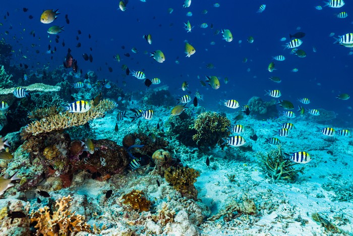 Three Damsel Fish fish species dominate the scenery: Philippines Chromis Chromis scotochiloptera, Threespot Dascyllus Dascyllus trimaculatus and Sergeant-Major Abudefduf vaigiensis. Millepora Fire Corals are not true corals but more closely related to Hydra and other hydrozoans, making them hydrocorals. They make up the only genus in the monotypic family Milleporidae. A lot of Acropora corals. West side of Moyo Island, North of Sumbawa, Indonesia, 8°1541.89