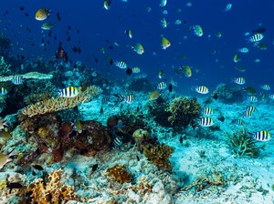 Aksi Turis China Tangkap Ikan Picu Amarah Netizen Thailand
