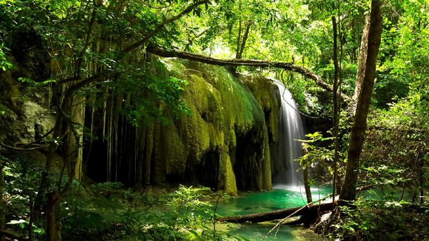 Three Damsel Fish fish species dominate the scenery: Philippines Chromis Chromis scotochiloptera, Threespot Dascyllus Dascyllus trimaculatus and Sergeant-Major Abudefduf vaigiensis. Millepora Fire Corals are not true corals but more closely related to Hydra and other hydrozoans, making them hydrocorals. They make up the only genus in the monotypic family Milleporidae. A lot of Acropora corals. West side of Moyo Island, North of Sumbawa, Indonesia, 8°15'41.89
