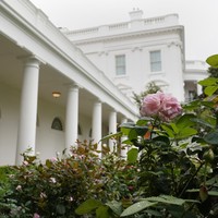 Namun, terdapat beberapa tumbuhan bersejarah yang tetap dipertahankan. Semisal, mawar JFK, lalu mawar pink Pope John Paul II yang menandai kehadiran bersejarah bagi seorang paus yang menyambangi Gedung Putih untuk pertama kalinya pada  1979. (Foto: AP Photo/Susan Walsh)