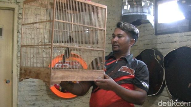 Sekolah kicau burung khusus murai di Kabupaten Pekalongan, Senin (24/8/2020).