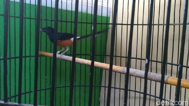 Sekolah kicau burung khusus murai di Kabupaten Pekalongan, Senin (24/8/2020).