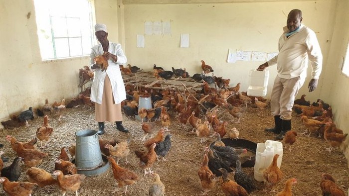 Corona Bikin Sekolah di Kenya Berubah Jadi Peternakan Ayam Kenya menghentikan kegiatan belajar mengajar para siswa guna mencegah COVID-19. Salah satu sekolah di negara itu pun kini berubah fungsi jadi peternakan ayam.