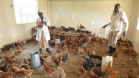 Ruang kelas di Mwea Brethren School kini dipenuhi dengan suara ayam berkokok. Diketahui, pandemi COVID-19 membuat Kenya menghentikan kegiatan belajar mengajar para siswanya hingga Januari mendatang. Istimewa/Dok. BBC.