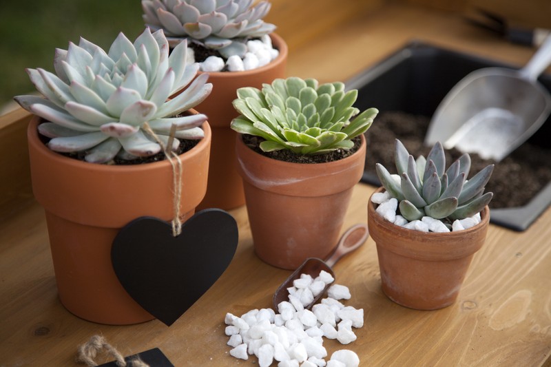 Closeup of assorted succulent plants and clay pots on garden bench ready for planting season.
