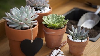 Succulents adalah kategori tanaman yang termasuk lidah buaya dan kaktus, bukan satu spesies tertentu. Tapi yang sering dijadikan tanaman hias adalah succulents dalam pot kecil seperti ini. Karena bisa bertahan di kondisi yang kering, tanaman ini identik dengan daun, batang atau akarnya yang tebal seperti daging. Succulents kecil-kecil seperti ini termasuk murah, bisa dibeli dengan harga mulai Rp 15.000 di e-commerce. Foto: iStock