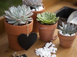 Potret Aneka Tanaman Hias Cantik yang Populer Saat Ini