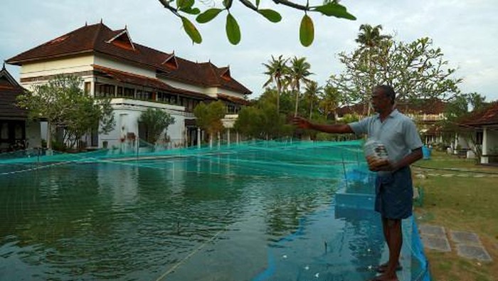 Dalam gambar yang diambil pada tanggal 23 Agustus 2020 ini, pemandangan umum dari kolam renang yang telah berubah menjadi peternakan ikan digambarkan di Aveda Resort di Kumarakom, di negara bagian Kerala. - Sebuah resor mewah di India selatan telah mengubah kolam renangnya menjadi peternakan ikan untuk menghentikan bisnisnya tenggelam di tengah pandemi krisis ekonomi. Biasanya kolam renang sepanjang 150 meter (500 kaki) di Aveda Resort di negara bagian Kerala dipadati oleh wisatawan Eropa. Sekarang ribuan ikan bintik mutiara menyebabkan percikan. (Foto oleh Arun CHANDRABOSE / AFP)