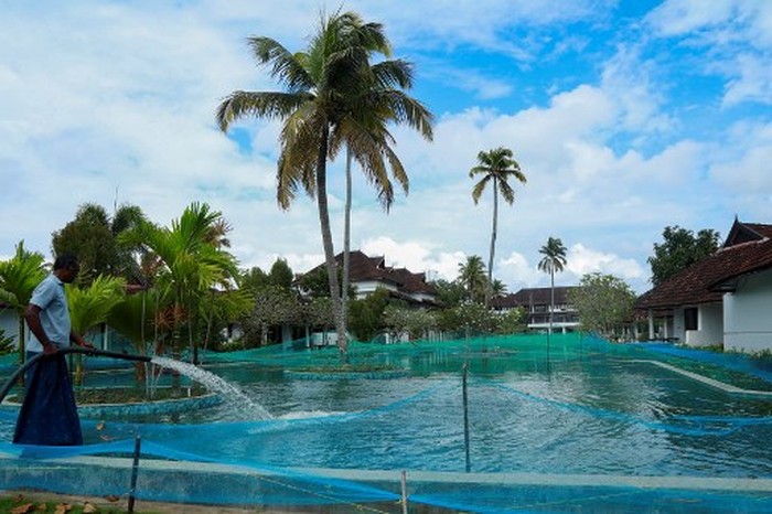 Dalam gambar yang diambil pada tanggal 23 Agustus 2020 ini, pemandangan umum dari kolam renang yang telah berubah menjadi peternakan ikan digambarkan di Aveda Resort di Kumarakom, di negara bagian Kerala. - Sebuah resor mewah di India selatan telah mengubah kolam renangnya menjadi peternakan ikan untuk menghentikan bisnisnya tenggelam di tengah pandemi krisis ekonomi. Biasanya kolam renang sepanjang 150 meter (500 kaki) di Aveda Resort di negara bagian Kerala dipadati oleh wisatawan Eropa. Sekarang ribuan ikan bintik mutiara menyebabkan percikan. (Foto oleh Arun CHANDRABOSE / AFP)
