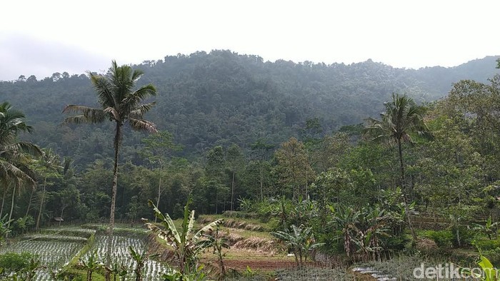 Balai Besar Konservasi Sumber Daya Alam (BBKSDA) Jawa Barat melepasliarkan atau rilis macan tutul Si Abah di Suaka Margasatwa (SM) Gunung Sawal Ciamis.
