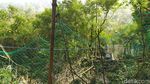 Momen Pelepasan Macan Tutul Si Abah di Gunung Sawal