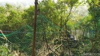 Ketika macan mulai keluar dari kandang, bunyian dari kentongan dan tembakan dimainkan secara bersamaan. Macan tutul Si Abah langsung berlari ke tengah hutan SM Gunung Sawal. Tujuannya, agar macan kaget dan hanya melihat ke arah depan supaya tak kembali ke kandang. 