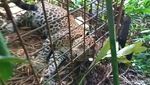 Momen Pelepasan Macan Tutul Si Abah di Gunung Sawal