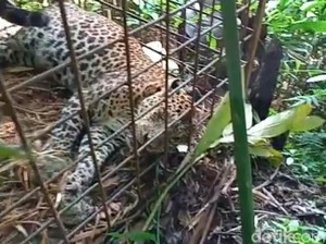 Potret Si Abah Penguasa Gunung Sawal Sebelum-Sesudah Mati