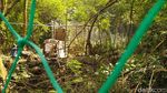 Momen Pelepasan Macan Tutul Si Abah di Gunung Sawal