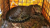 Kondisi macan tutul yang sebelumnya tertangkap warga ini sudah sehat. Si Abah telah menjalani perawatan di Kebun Binatang Bandung atau Bandung Zoo Garden (Bazoga) selama 2 bulan. 