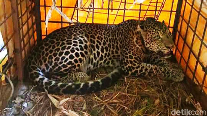 Momen Pelepasan Macan Tutul 'Si Abah' di Gunung Sawal Balai Besar Konservasi Sumber Daya Alam (BBKSDA) Jawa Barat melepasliarkan atau rilis macan tutul 'Si Abah' di Suaka Margasatwa (SM) Gunung Sawal Ciamis.