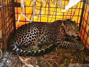 Menjaga Macan Tutul Gunung Sawal dari Ancaman Kepunahan