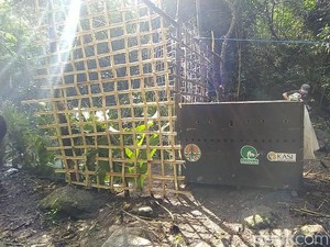 Sempat Terperangkap Warga, Macan Tutul Si Abah Kembali ke Gunung Sawal