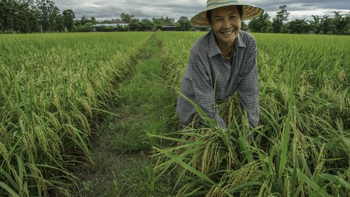 petani