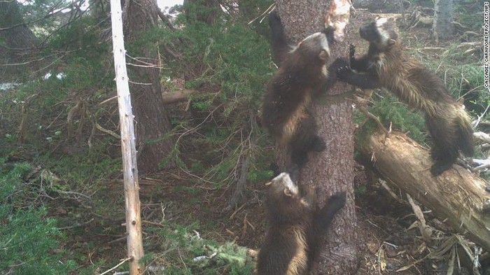 Wolverine atau beruang mini di Taman Nasional Gunung Rainier