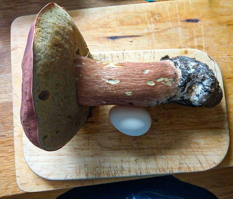 fotoinet unik benda biasa raksasa