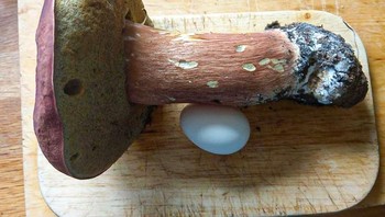 Jamur besar yang ditemukan ayahku di hutan, telur sebagai perbadingan ukurannya Foto: Brightside