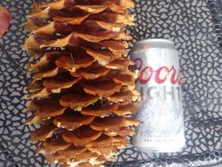 Kumpulan Foto Unik, Benda Biasa Berukuran Raksasa