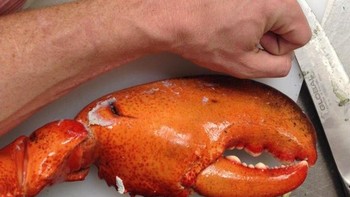 Cangkak kepiting yang sebesar tangan manusia Foto: Brightside