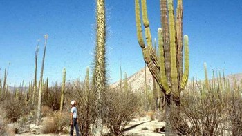 Ini adalah kaktus boojum setinggi 80 kaki. Kaktus cardon di sebelah kanan tingginya lebih dari 60 kaki Foto: Brightside