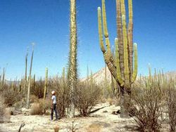 Kumpulan Foto Unik, Benda Biasa Berukuran Raksasa
