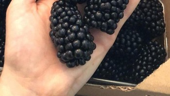 Blackberry ini adalah buah dengan dua gigitan Foto: Brightside