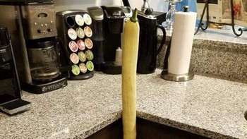 Ini adalah labu tromboncino dengan ukuran sepanjang 4 kaki Foto: Brightside