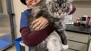 Bob, si kucing besar milik ibuku beratnya 27 kg Foto: Brightside