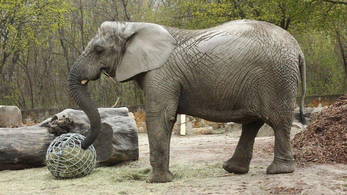 Gajah stres di Polandia jadi hewan percobaan untuk penelitian minyak ekstrak ganja