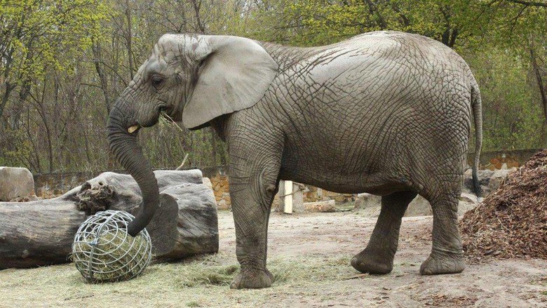 Gajah stres di Polandia jadi hewan percobaan untuk penelitian minyak ekstrak ganja Gajah stres di Polandia jadi hewan percobaan untuk penelitian minyak ekstrak ganja