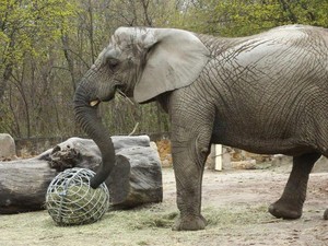 Gajah Stres di Polandia Jadi Hewan Percobaan untuk Penelitian Ekstrak Ganja