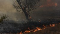 Lahan basah di dekat Delta Sungai Parana telah terbakar sejak awal tahun ini dan terus meluas.  