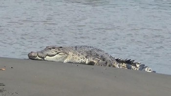 Orang akan mengira buaya ini adalah sebatang kayu ketika dia di dalam perairan. Lengah sedikit, kalian bisa diterkam buaya. Foto:dok. Istimewa.