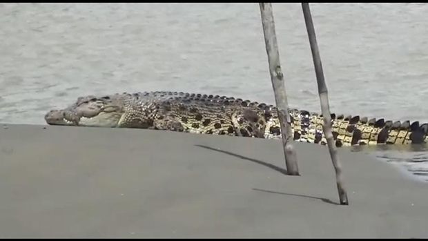 Kemunculan buaya berukuran besar di dekat permukiman warga di Mamuju Tengah (dok. Istimewa).