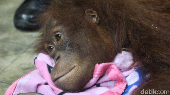 Orang utan yang dipelihara warga Mempawah