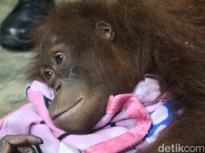 Polisi Serahkan 1 Orang Utan Peliharaan Warga ke BKSDA Kalimantan Barat