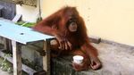 Kasihan, Orangutan Ini Dirantai Selama 3 Tahun Lho