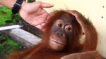 Kasihan, Orangutan Ini Dirantai Selama 3 Tahun Lho