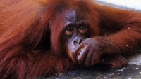 Satu individu Orangutan betina bernama Kingkong duduk di halaman dalam Mako Polres Mempawah di Kabupaten Mempawah, Kalimantan Barat, Rabu (26/8/2020). 