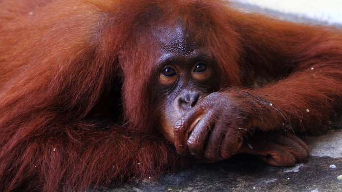 POLRES MEMPAWAH EVAKUASI ORANGUTAN PELIHARAAN Satu individu Orangutan betina bernama Kingkong berbaring di halaman dalam Mako Polres Mempawah di Kabupaten Mempawah, Kalimantan Barat, Rabu (26/8/2020). Satwa primata dilindungi tersebut telah dipelihara dalam kondisi dirantai oleh warga Mempawah Hilir selama tiga tahun terakhir dan berhasil dievakuasi Sat Reskrim Polres Mempawah pada Selasa (25/8/2020), serta akan diserahkan ke BKSDA Kalbar untuk ditangani lebih lanjut. ANTARA FOTO/Jessica Helena Wuysang/foc.
