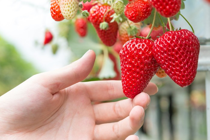 Closeup of many ripening strawberries grown without soil at an ergonomic picking height in a modern specialized Dutch greenhouse.