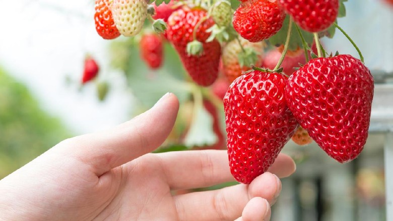 Stroberi hidroponik Closeup of many ripening strawberries grown without soil at an ergonomic picking height in a modern specialized Dutch greenhouse.