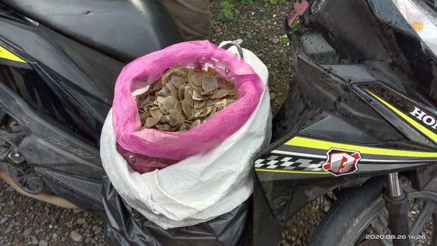 Warga Agam ditangkap karena memperjualbelikan sisik trenggiling (dok BKSDA Sumbar)